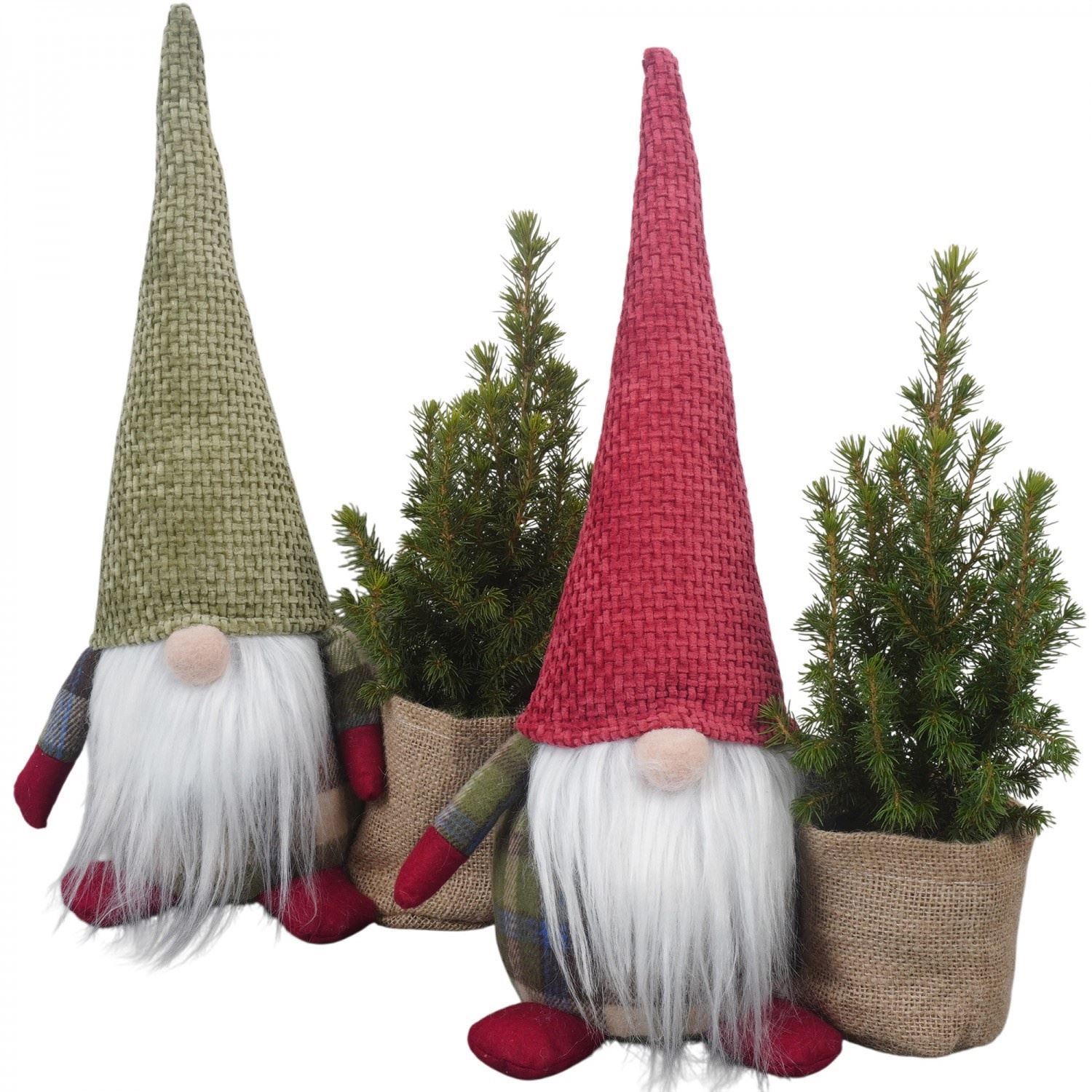 Picea Glauca Conica 9Ø 45cm