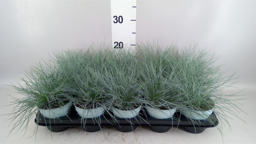 Festuca Compacta Blue 10Ø 25cm