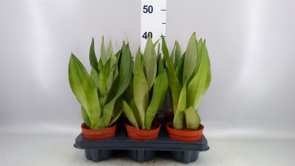 Sansev Moonshine 12Ø 35cm
