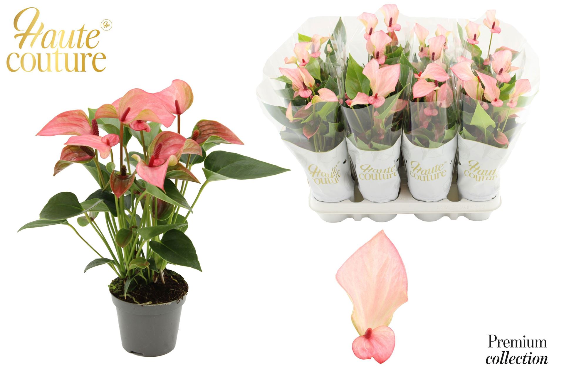 Anthurium Matata 9Ø 29cm