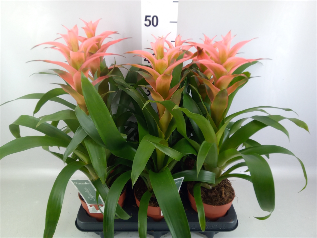 Guzmania Melissa 12Ø 45cm