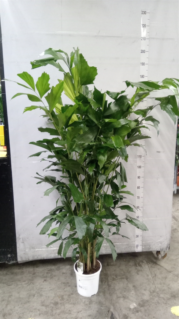 Caryota Mitis 24Ø 170cm