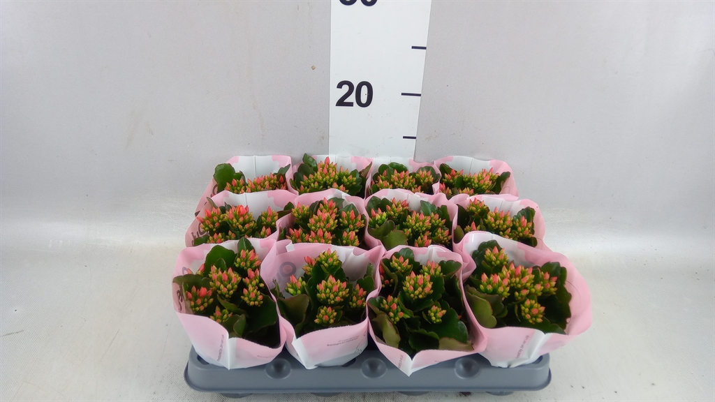 Kalanchoe Single Else Flowers Oakley 6Ø 14cm