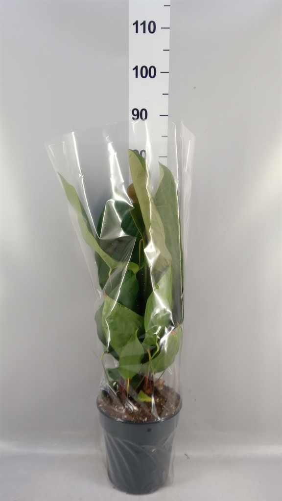 Anthu Overig 21Ø 50cm