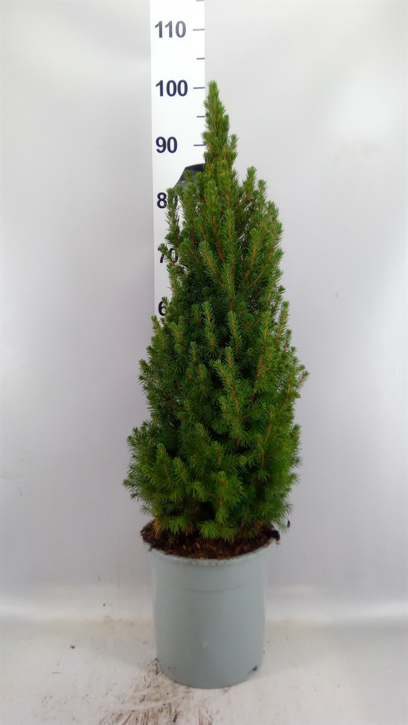 Picea Conica 24Ø 90cm