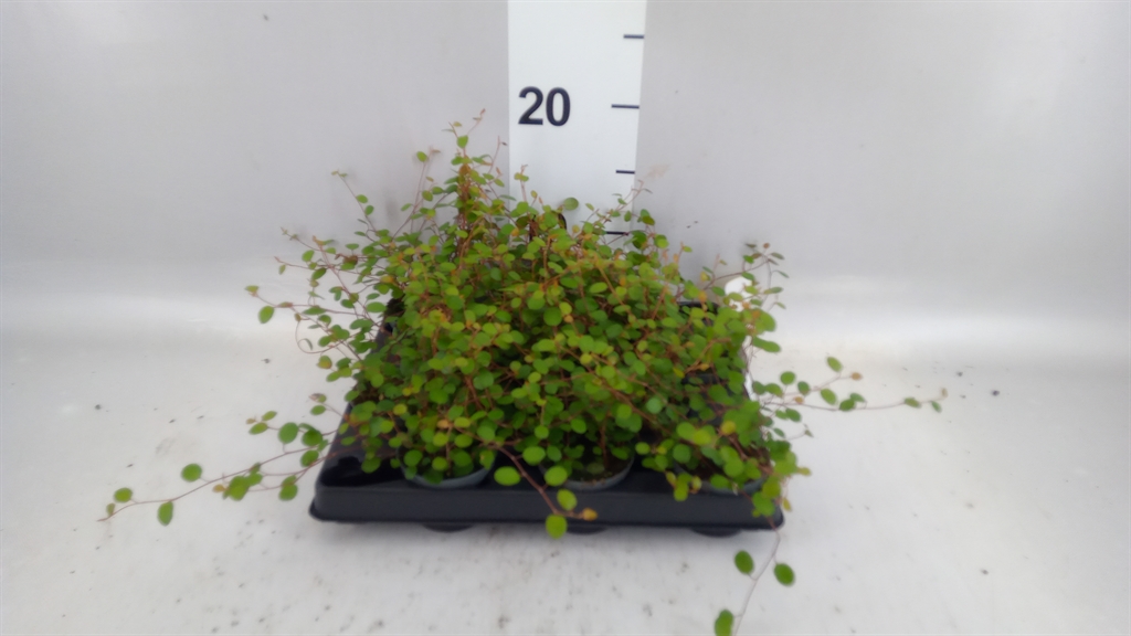 Muehlenbeckia Mao'ri 6Ø 15cm