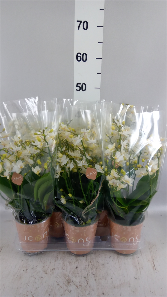 Phalaenopsis Multiflora White Punch 12Ø 35cm 6st