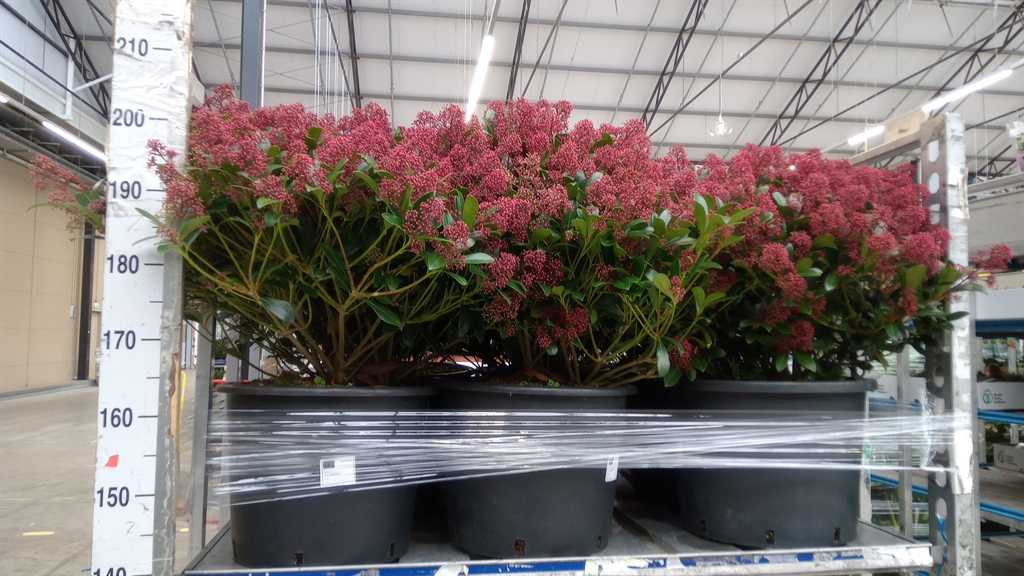 Skimmia Jap Rubella 35Ø 75cm