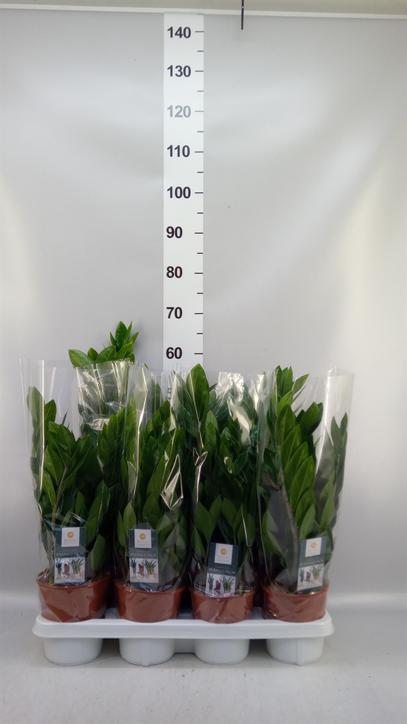 Zamioculcas Zamiifol 14Ø 50cm