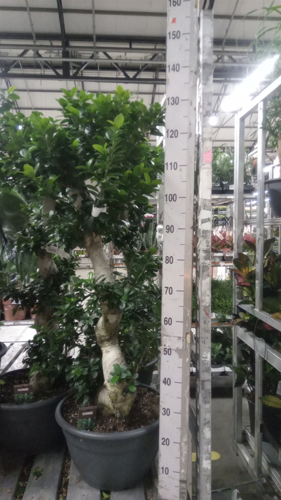 Ficus Microcarpa Ginseng 40Ø 140cm