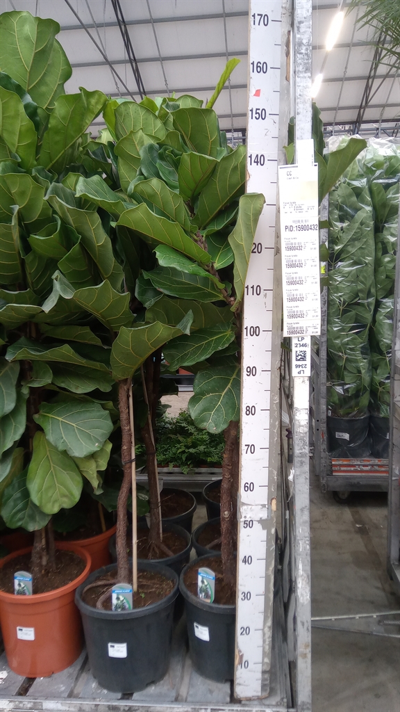 Fic Ov Lyrata 30Ø 160cm