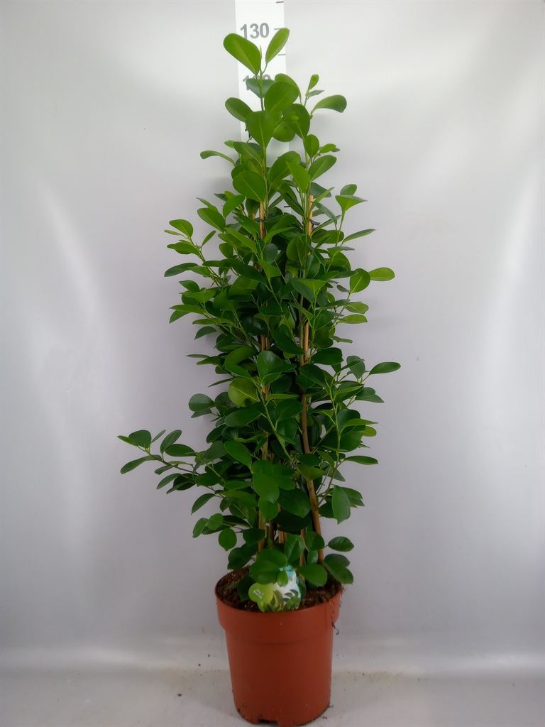 Ficus Microcarpa Moclame 24Ø 110cm