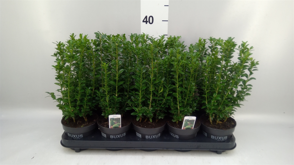 Buxus Sempervirens 12Ø 25cm