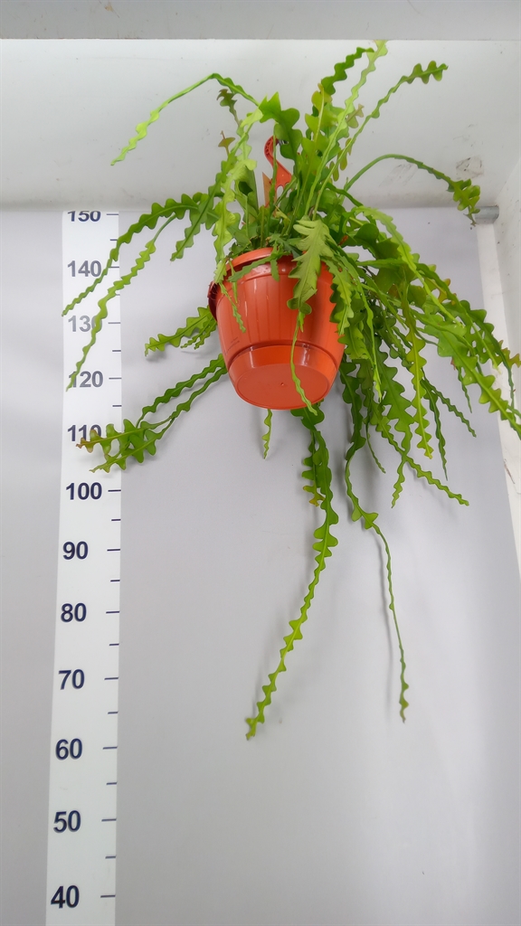 Epiphyllum Anguliger 21Ø 85cm