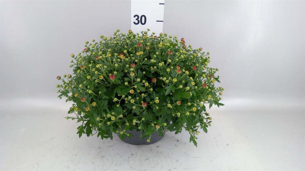Chrysanthemum Jasoda Dark Orange 23Ø 35cm