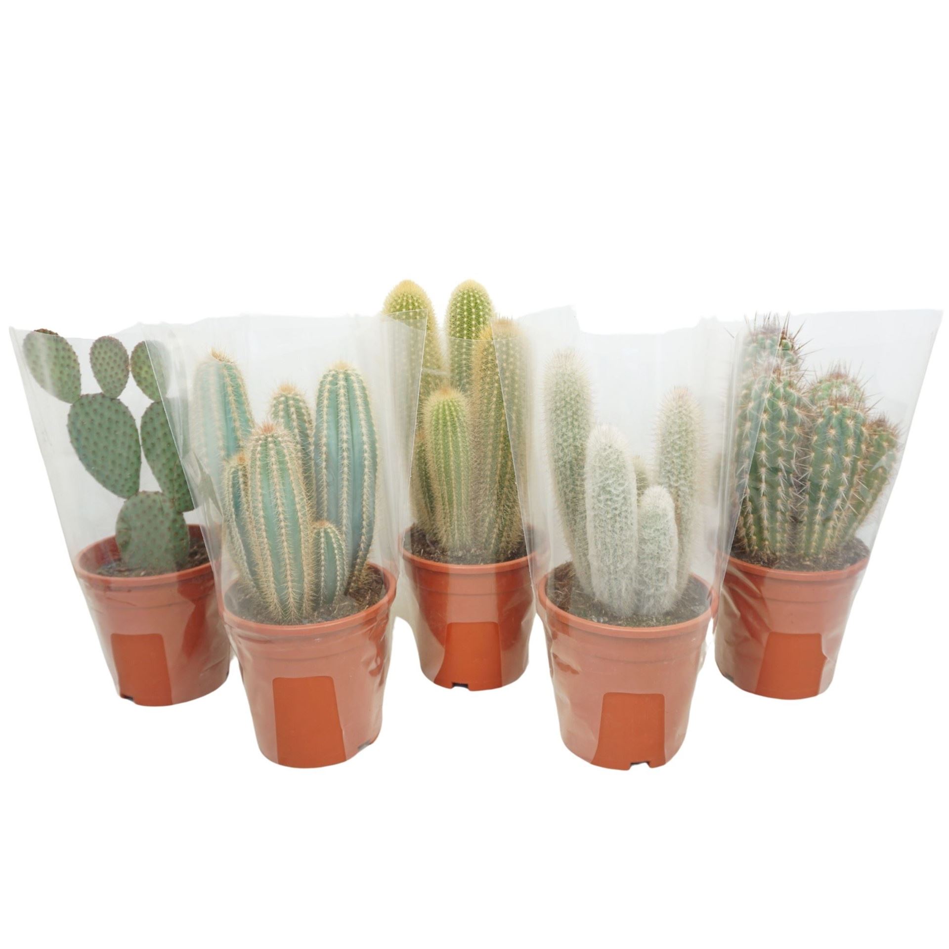 Cactus Mix 17Ø 40cm