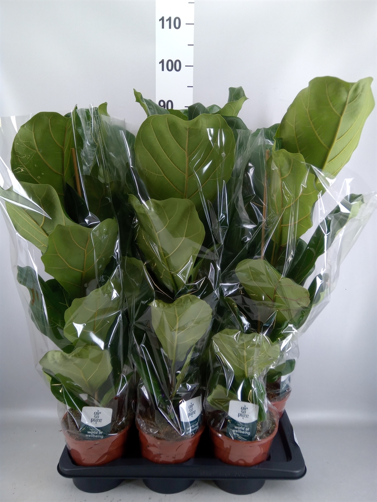 Ficus Lyrata 17Ø 75cm