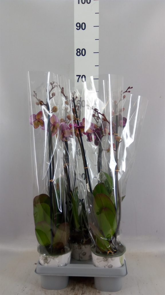 Phalaenopsis Montpellier 12Ø 60cm 2st