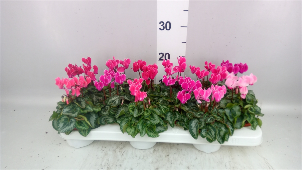 Cyclamen Persicum Bisous 9Ø 17cm