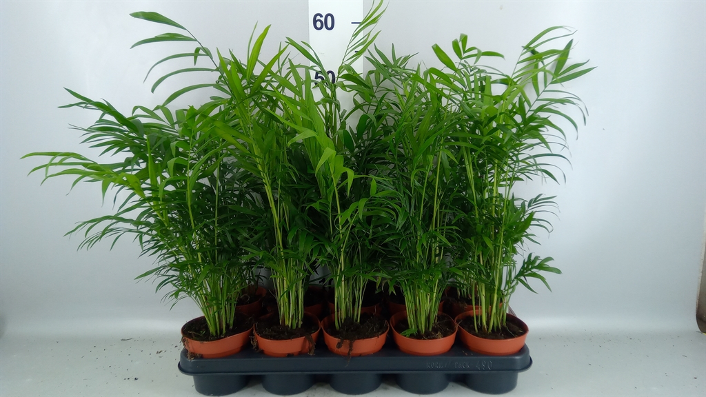 Chamaedorea Elegans 12Ø 52cm