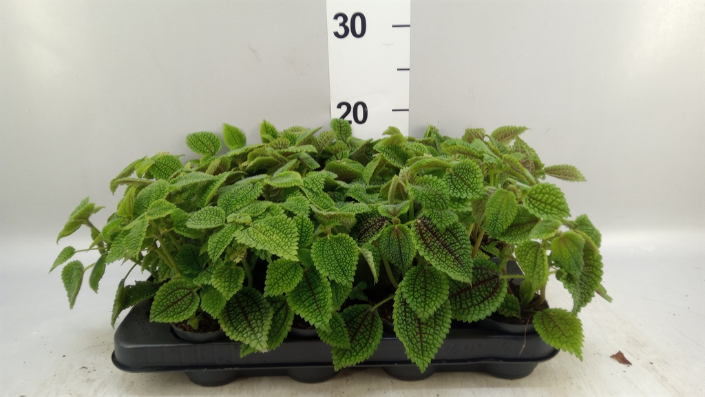 Pilea Moon Valley 7Ø 10cm