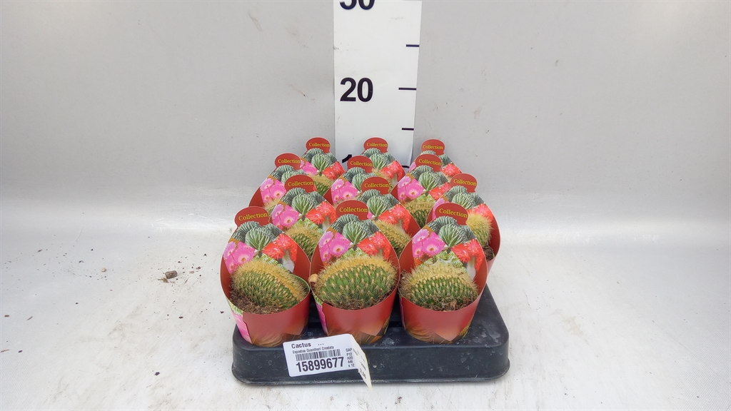 Cactus Overig 506Ø 9cm