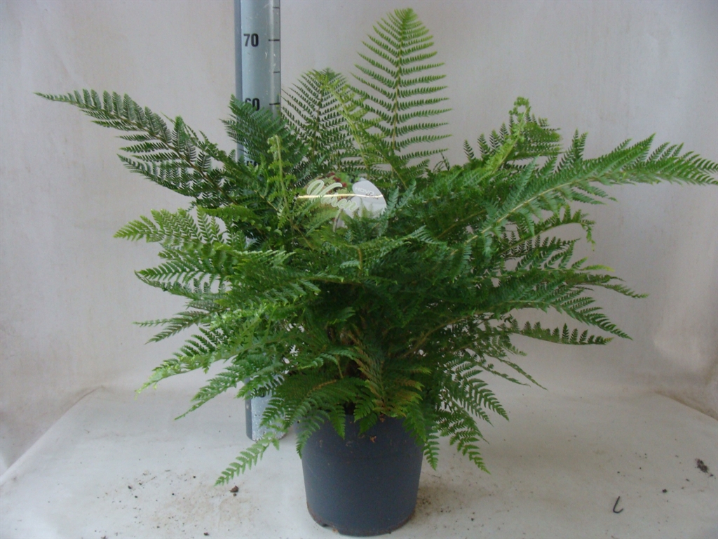Asple Ov 24Ø 70cm