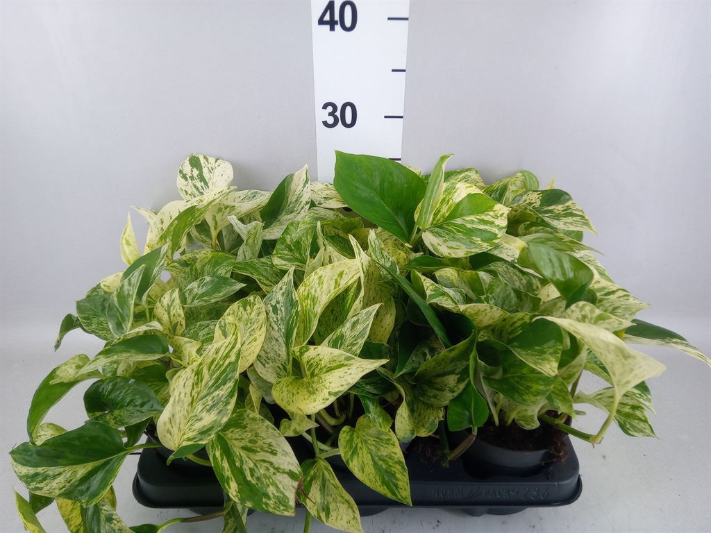Epipremnum Snow Leopard 12Ø 25cm