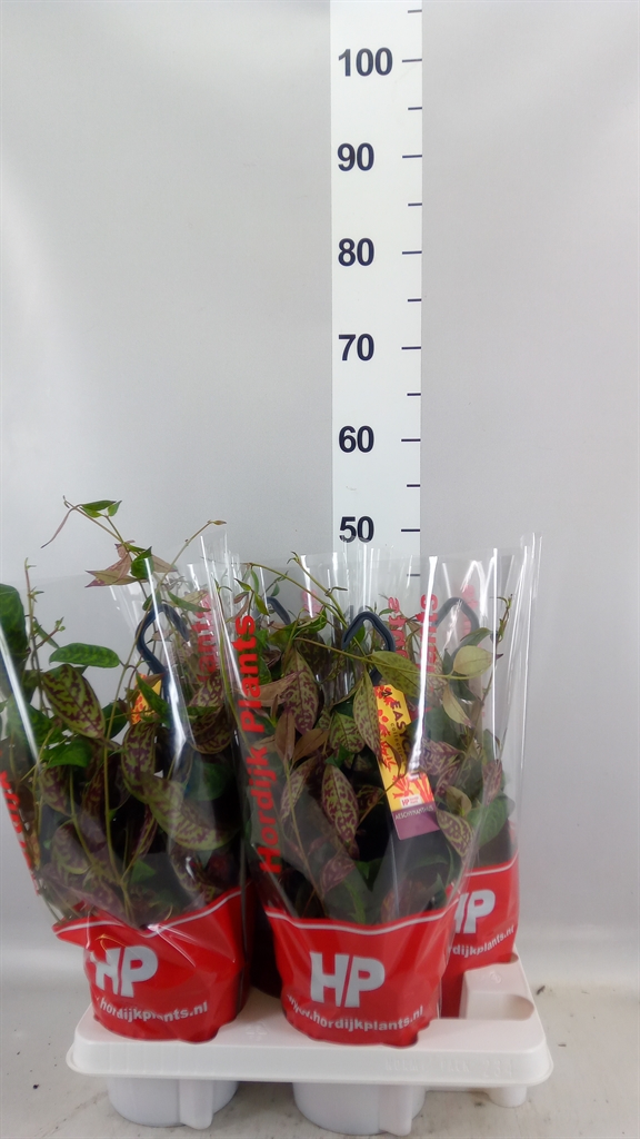 Aeschynanthus Marmoratus 15Ø 55cm