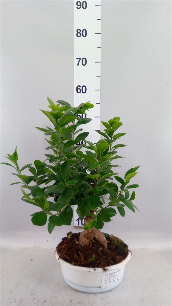 Ficus Microcarpa Ginseng 22Ø 40cm