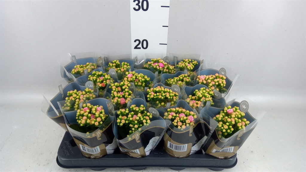 Kalanchoe Double Rosalina Alano Bicolor 7Ø 15cm