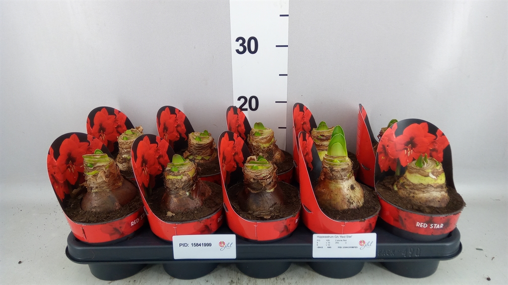 Hippeastrum Red Star 12Ø 25cm