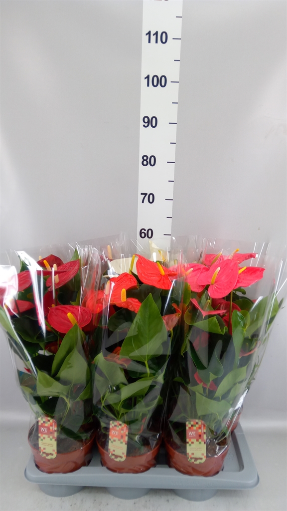 Anthurium Mix 4 Colours 17Ø 60cm