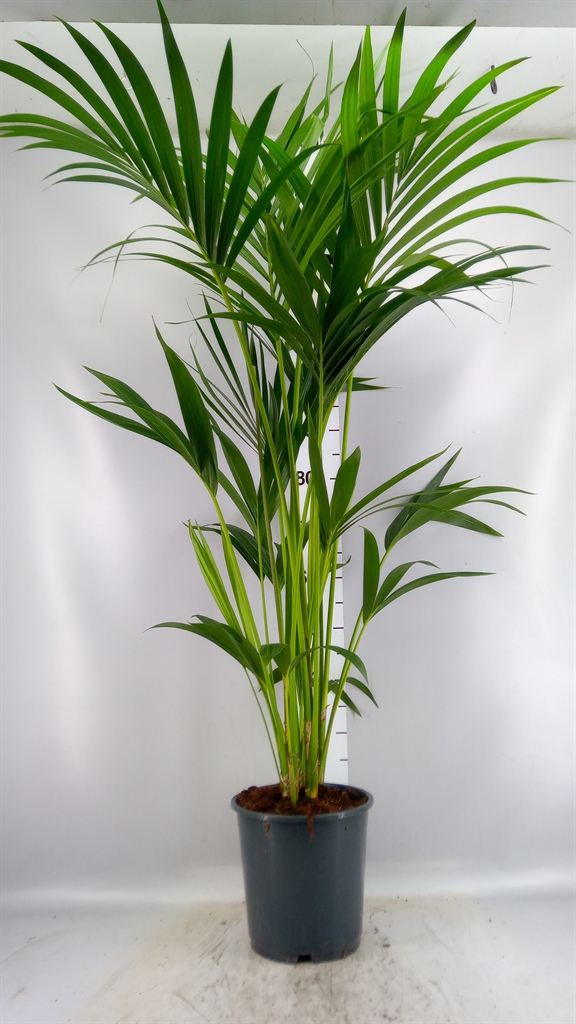 Howea Forsteriana 24Ø 140cm