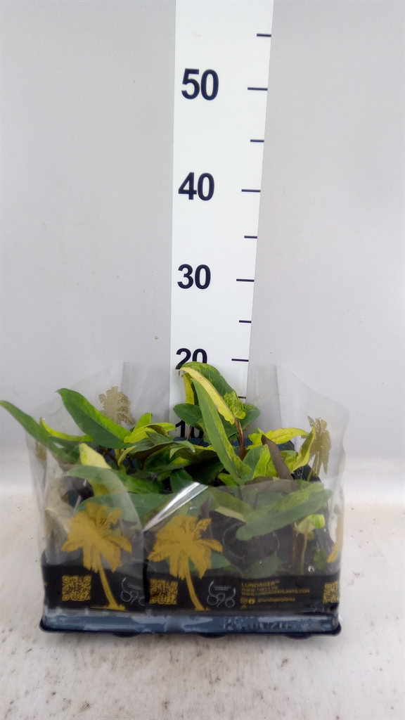 Alocasia Overig 6Ø 15cm