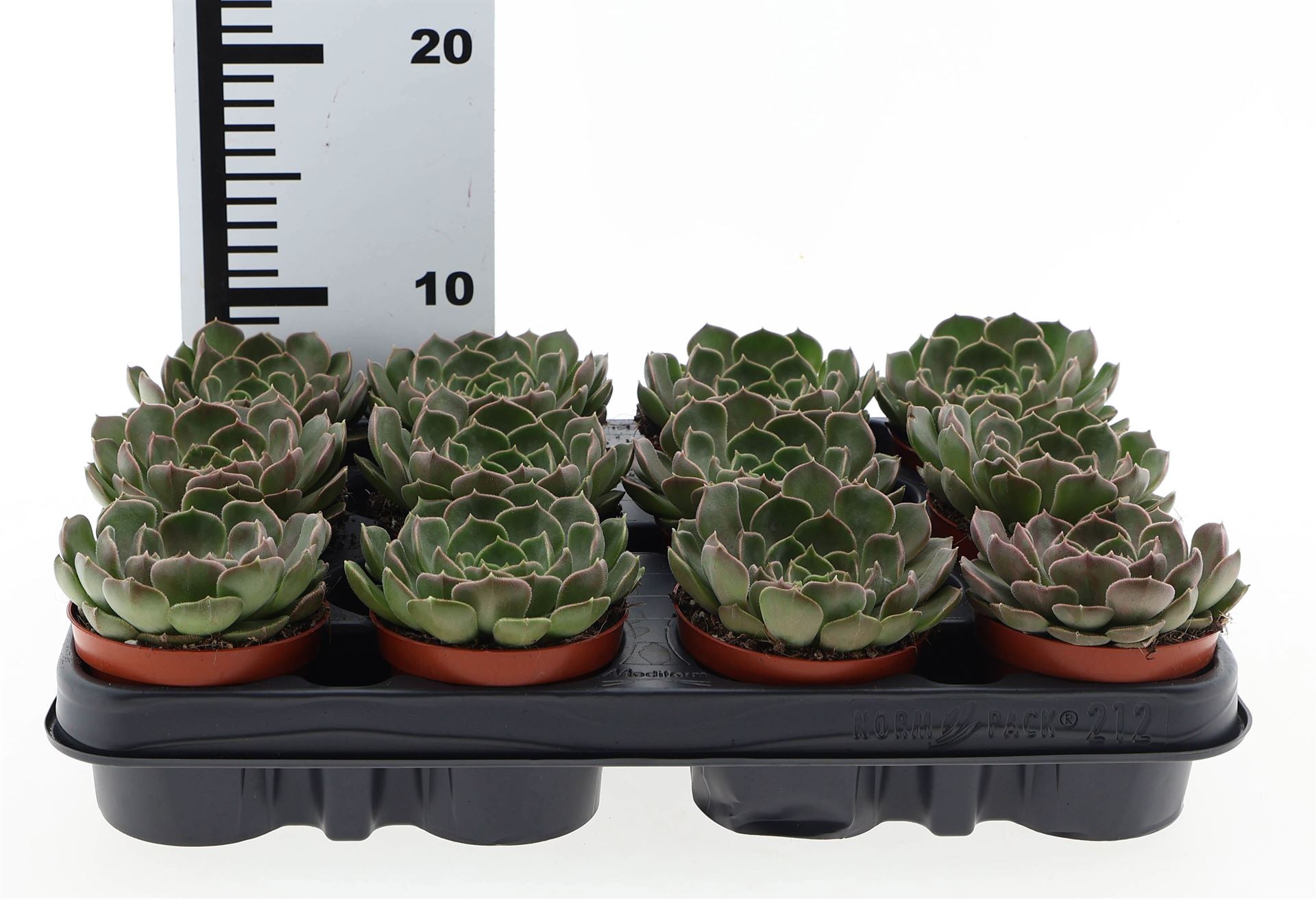 Echeveria Grey Prince 508Ø 10cm