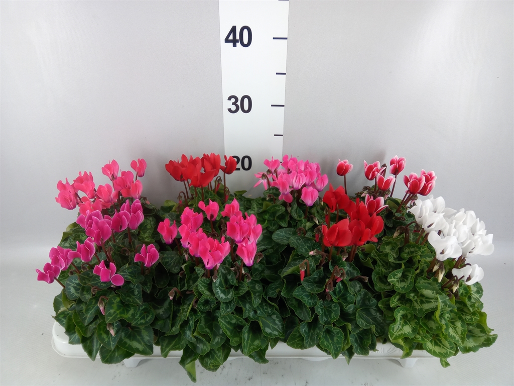Cyclamen Super Serie Verano 10Ø 21cm