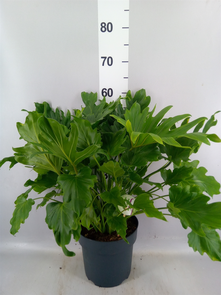 Philodendron Little Hope 21Ø 55cm