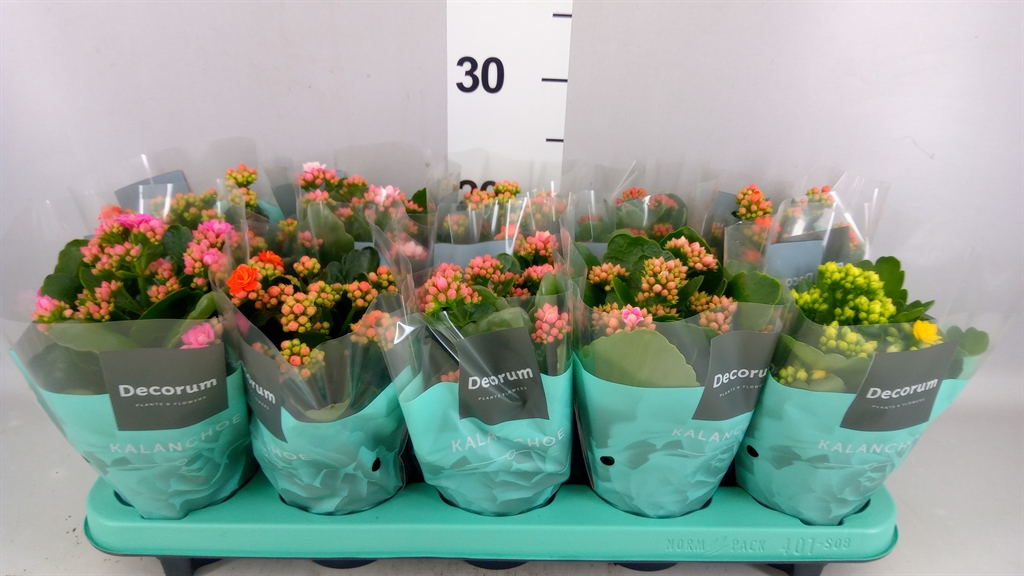 Kalanchoe Double Mix 10Ø 23cm