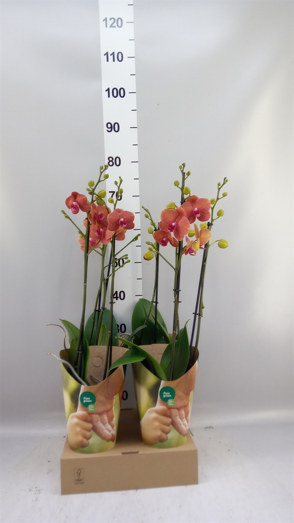Phal Ov Oranje 12Ø 60cm