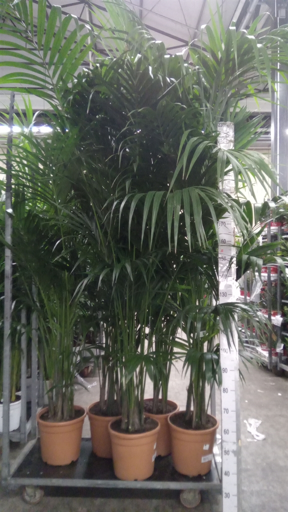 Howea Forsteriana