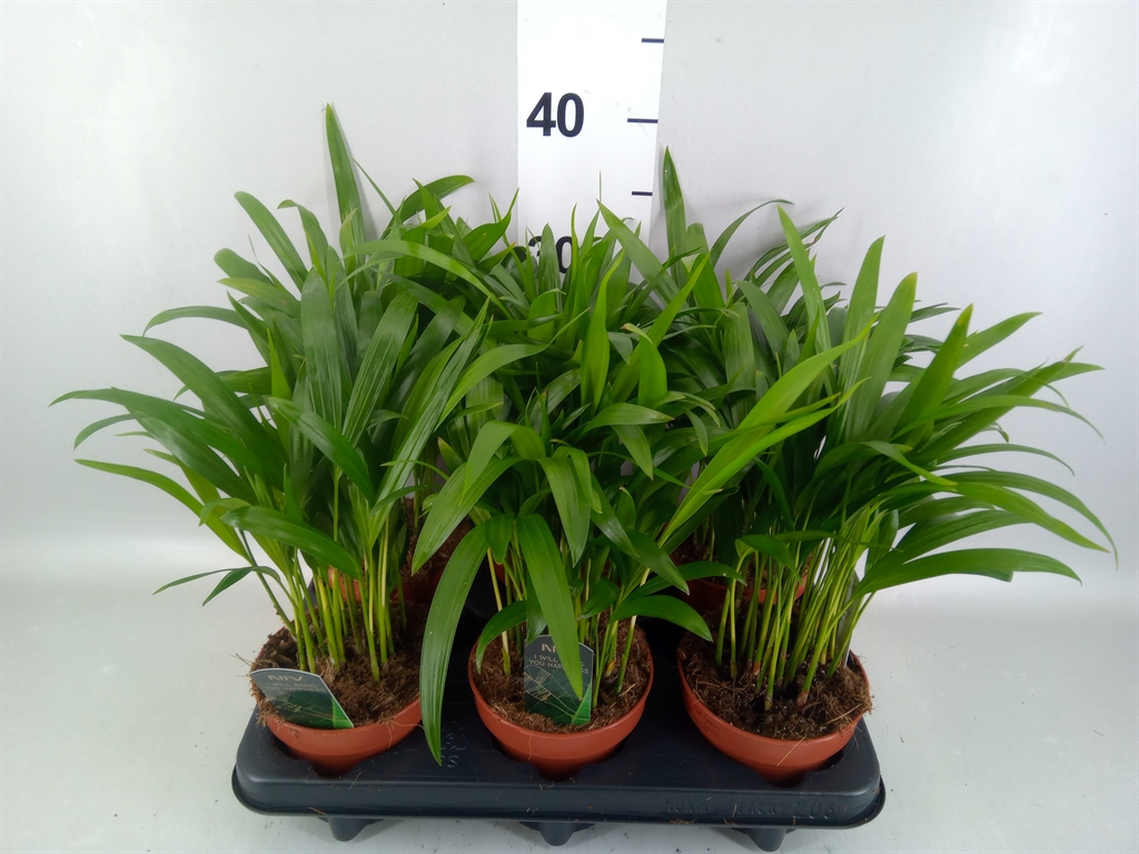 Dypsis Lutescens 12Ø 40cm