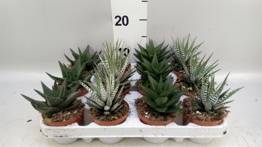 Haworthia Mix 8Ø 12cm