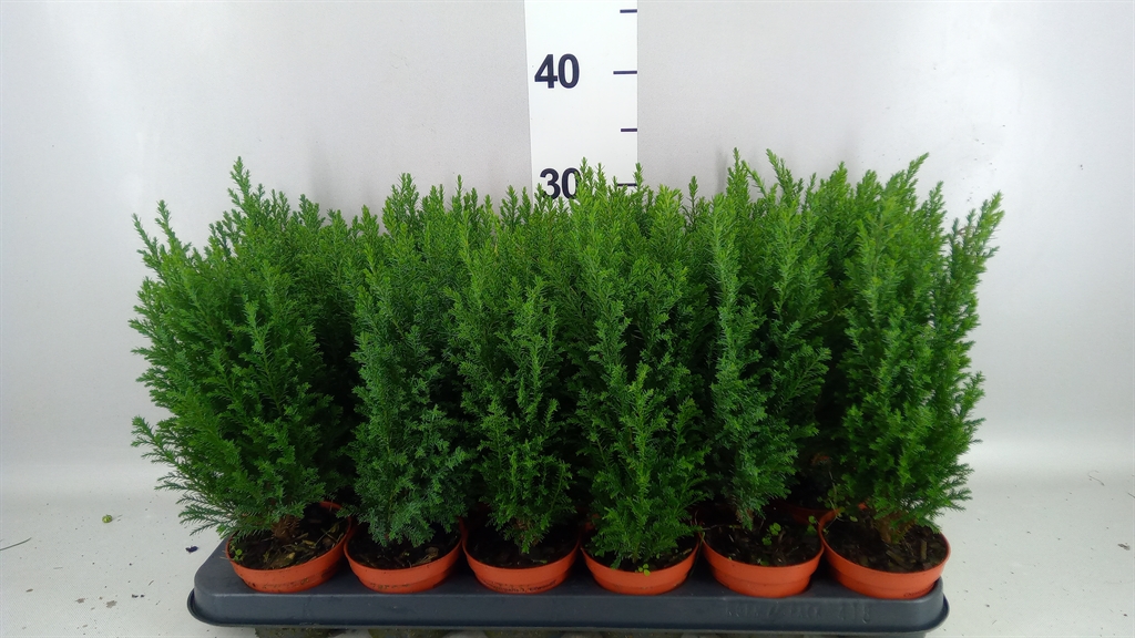 Chamaecyparis Ellwoodii 9Ø 30cm