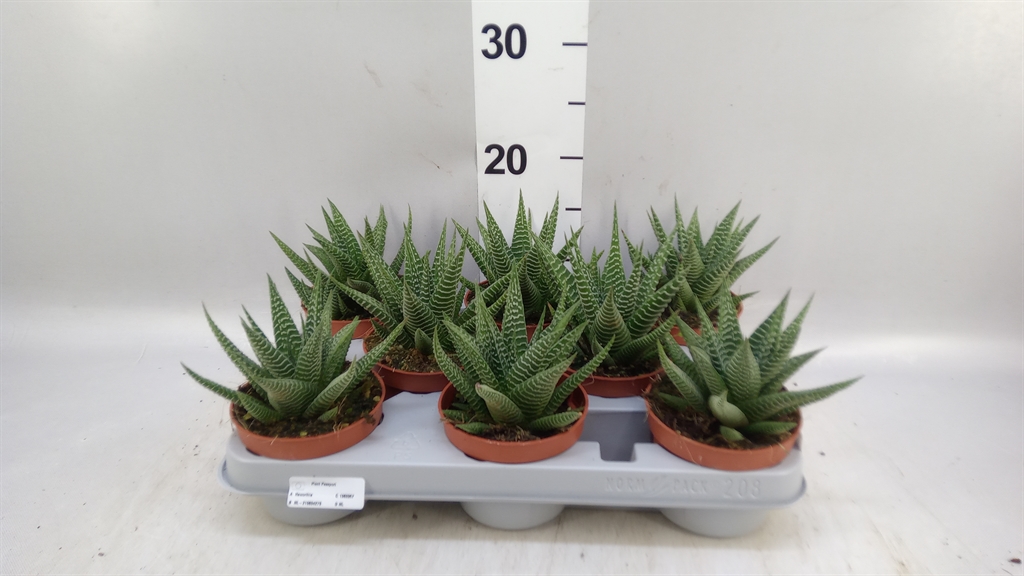 Haworthia Li
