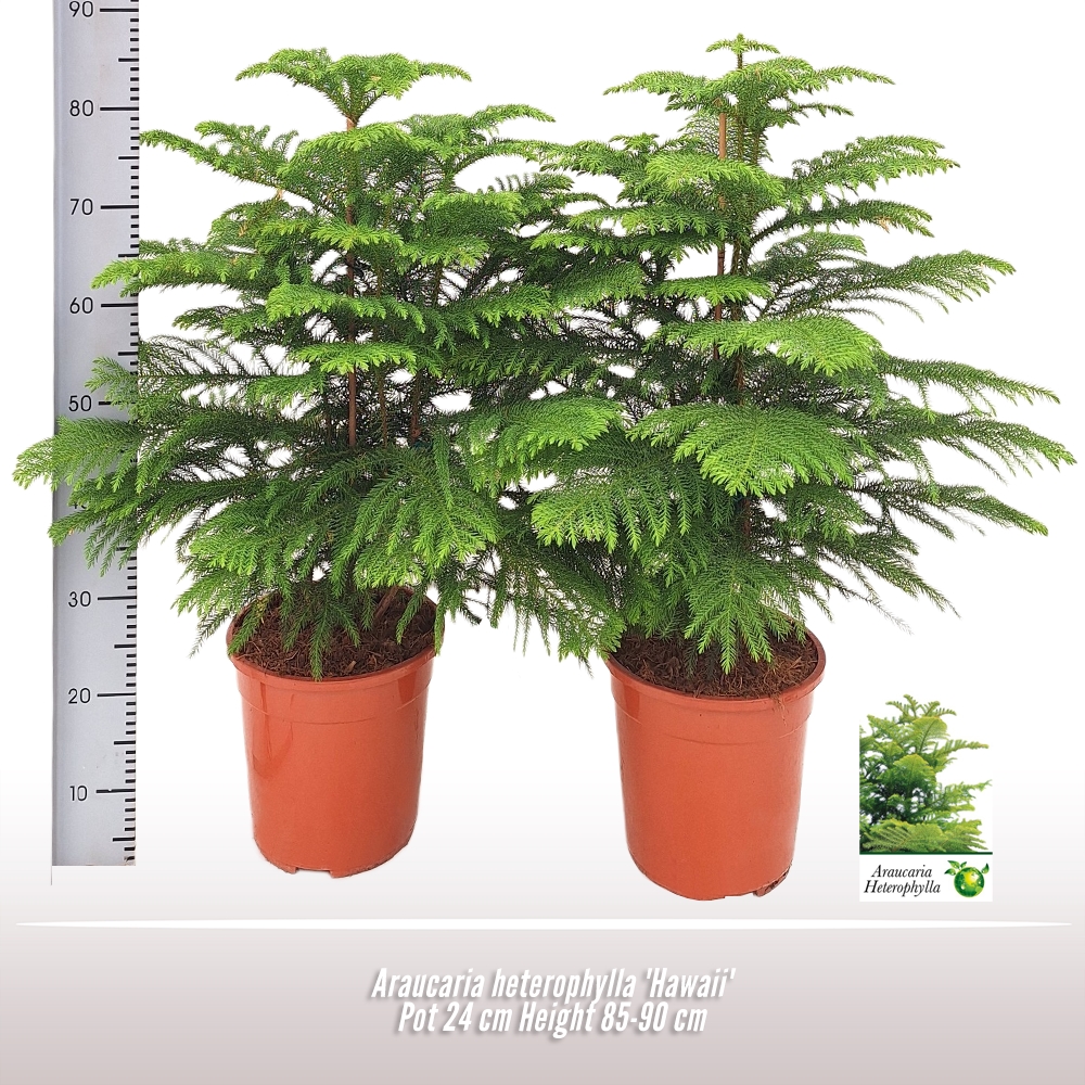 Araucaria Heterophylla 24Ø 100cm