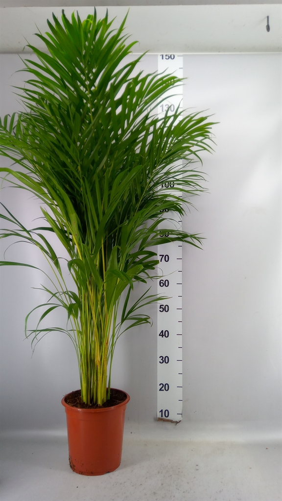 Dypsis Lutescens 24Ø 140cm
