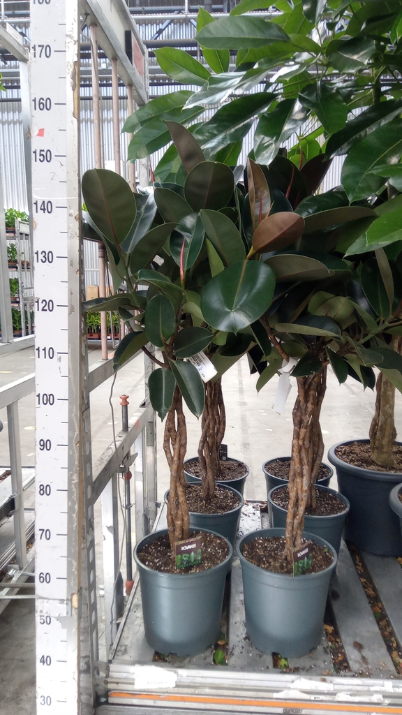 Ficus Burgundy 27Ø 120cm