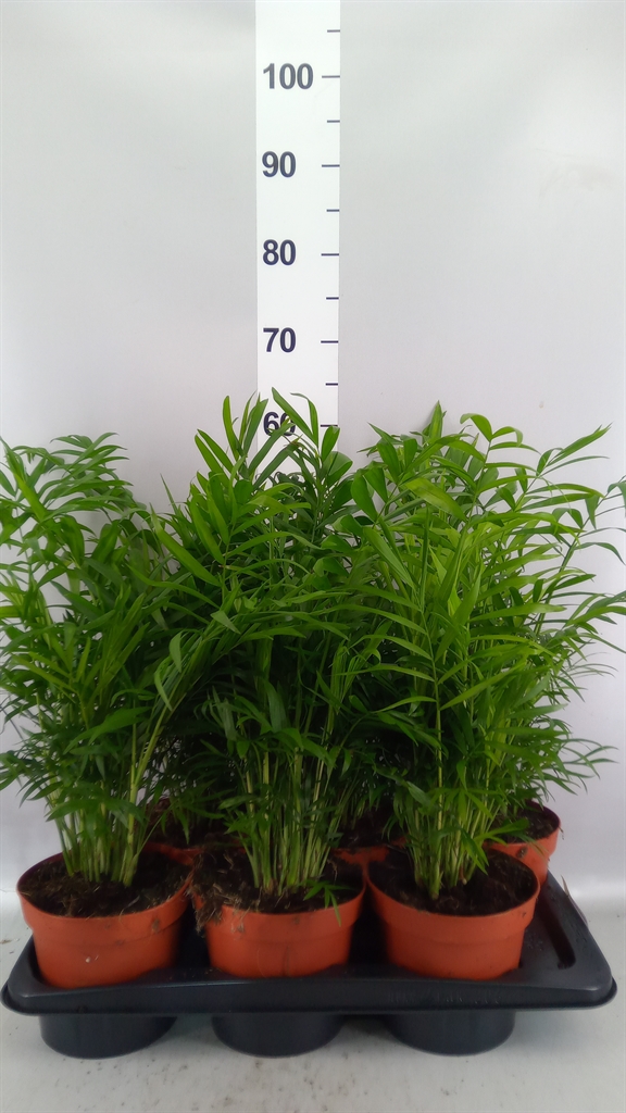 Chamaedorea Elegans 17Ø 55cm