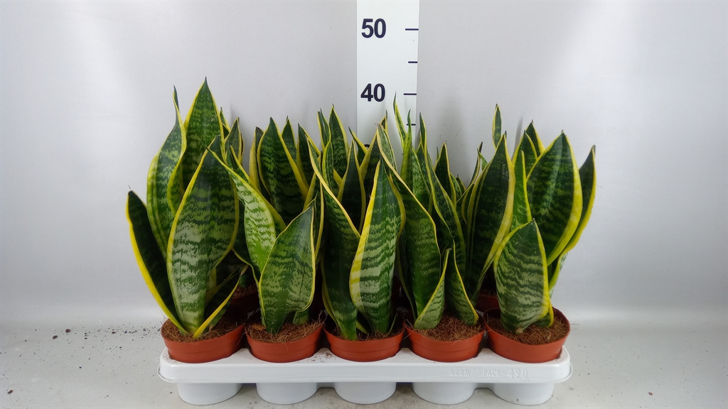 Sansevieria Futura Superba 12Ø 40cm